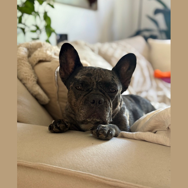 Photo of Coco   5 Year Old French Bulldog