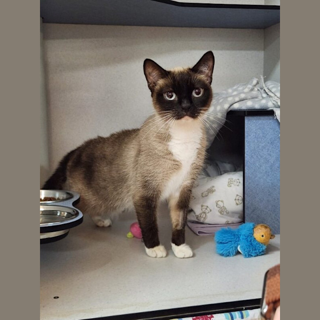 Photo of Shadow