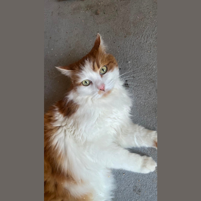 Photo of Buddy