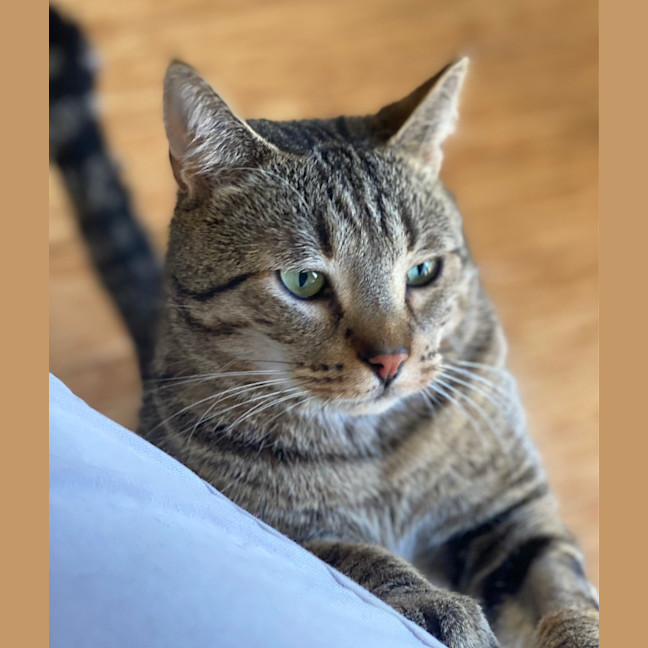 Photo of Baron