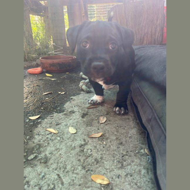 Photo of Oscar. (Mario)