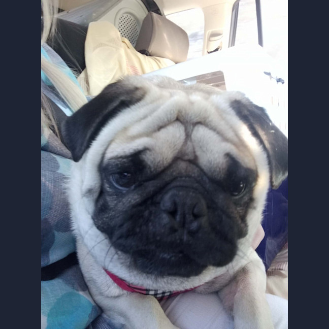 Photo of Romeo