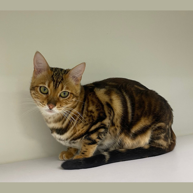 Photo of Snagglepuss