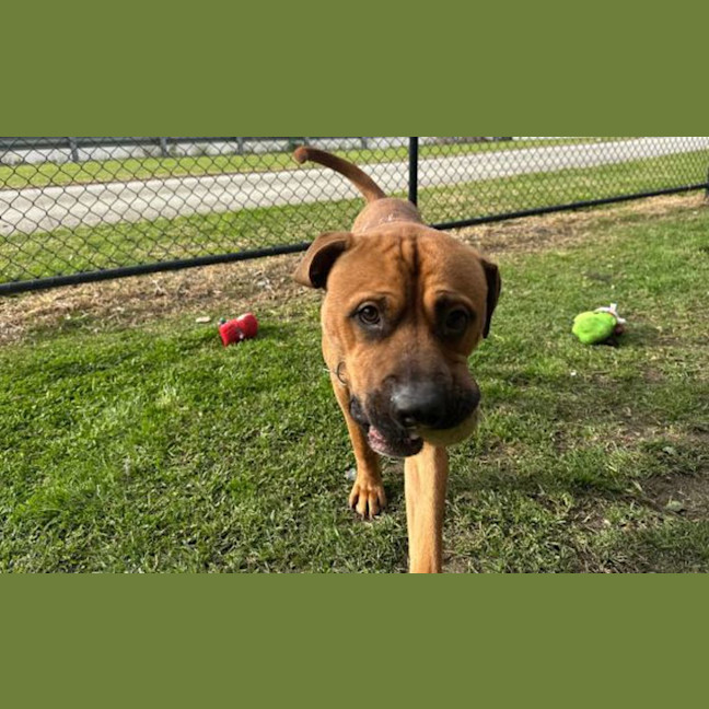 Photo of Chops