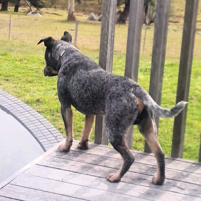 Photo of Bandit