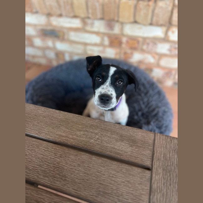 Photo of Stella