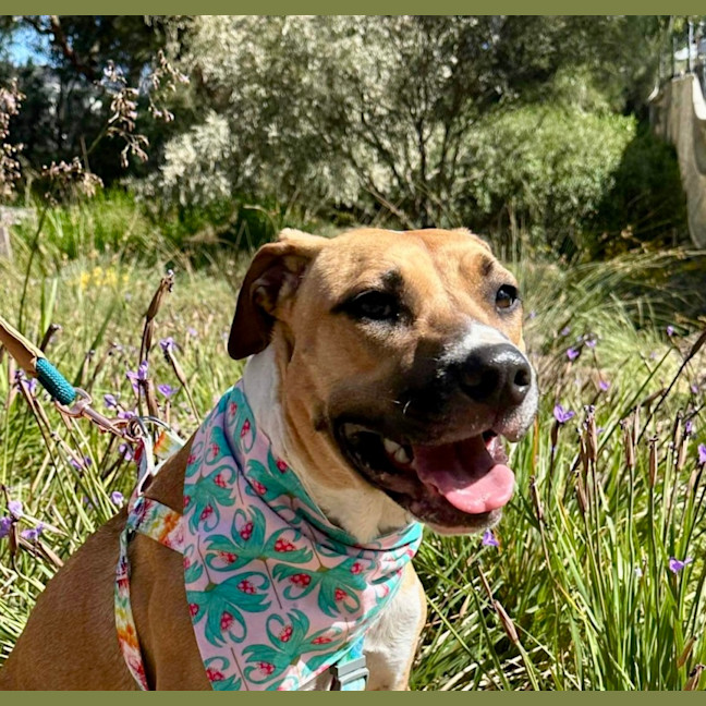 Photo of Piper