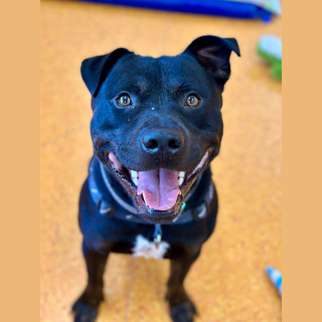 Photo of Bear