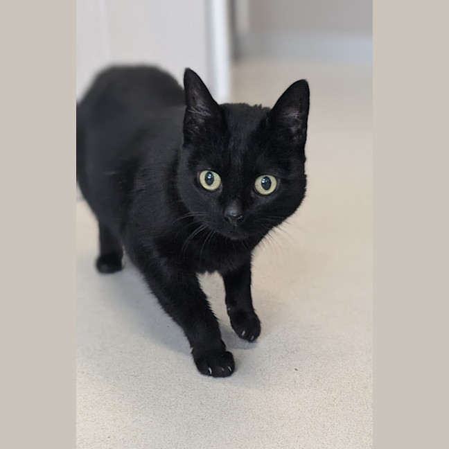 Photo of 🎀 Minka 5426 🎀