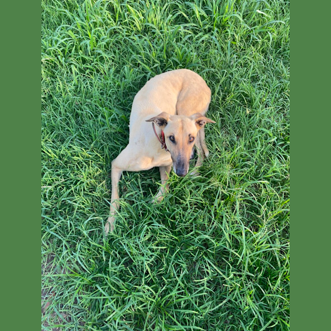 Photo of Sadie