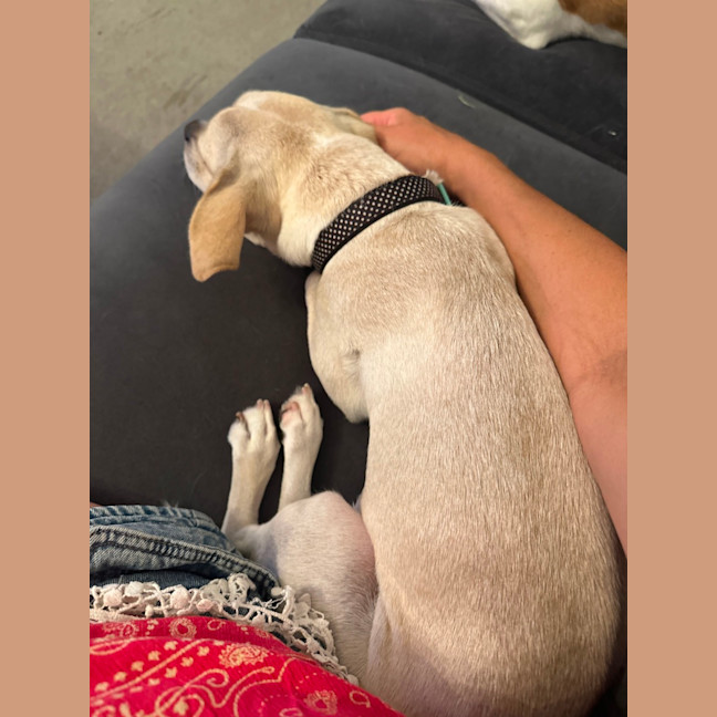 Photo of Taco