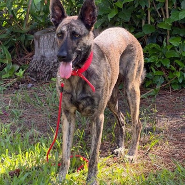Photo of Rambo
