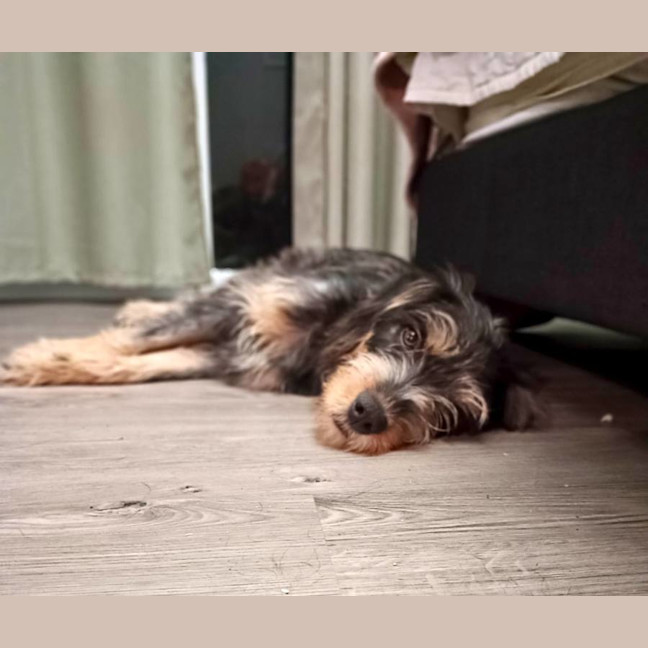 Photo of Dizzy Rascal