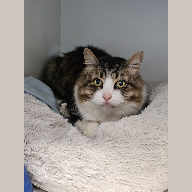 Photo of Tonka Truck