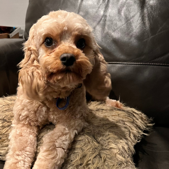 Photo of Marley   22 Month Old Cavoodle