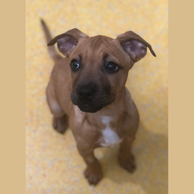 Photo of Nala