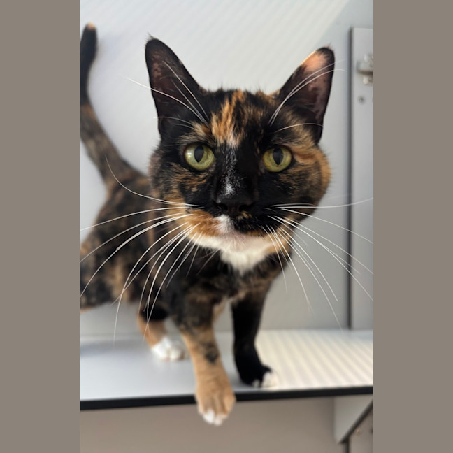Photo of Mabel