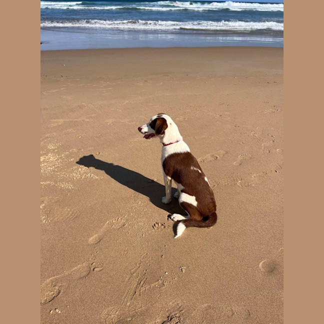 Photo of Pepper