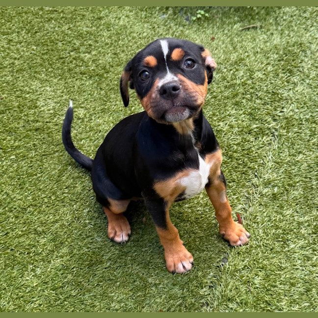 Photo of Tinkerbell