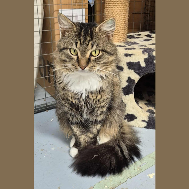 Photo of Merlin **2nd Chance Cat Rescue**