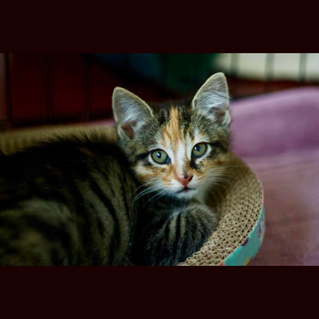 Photo of 💚 Charlee 💚