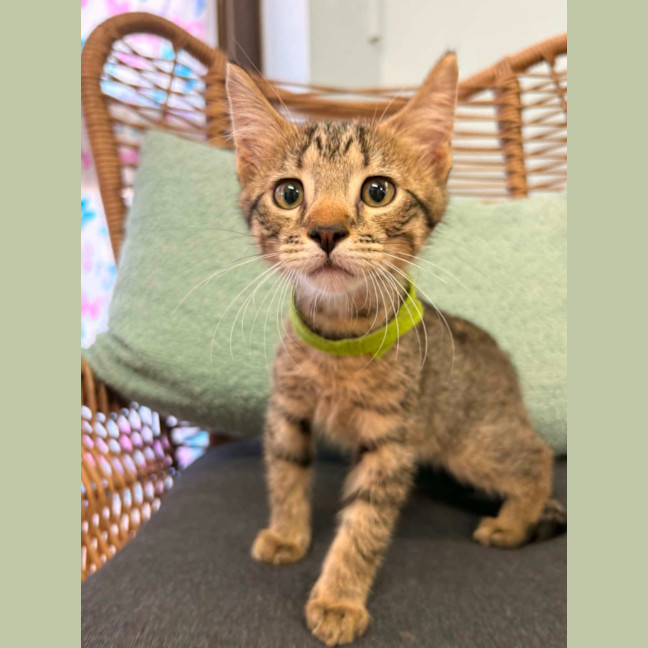 Photo of Milo
