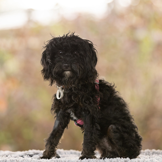 Photo of Benji