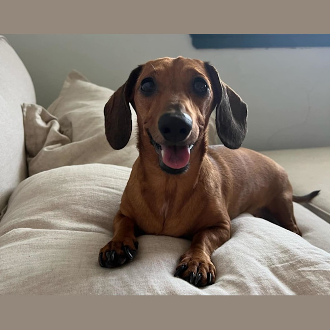 Photo of Frankie Girl