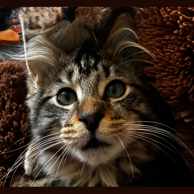 Photo of Harvey