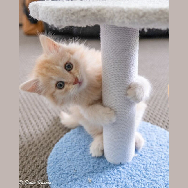 Photo of Rusty
