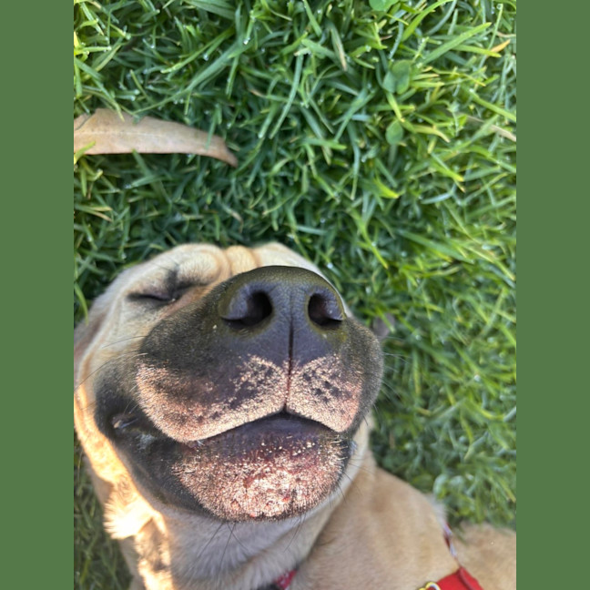 Photo of Gypsy