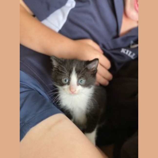 Photo of Blacky *9 Lives Project Rescue*