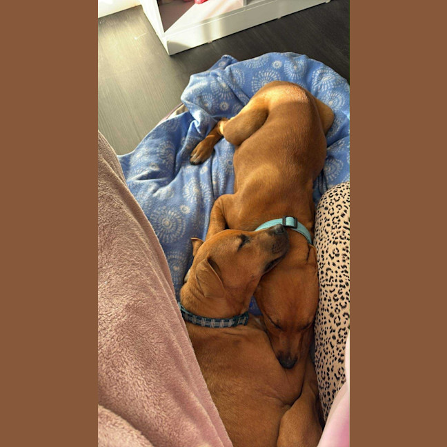 Photo of Lexie   4 Month Old Bull Arab X