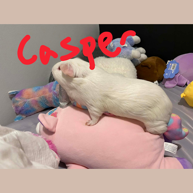 Photo of Casper