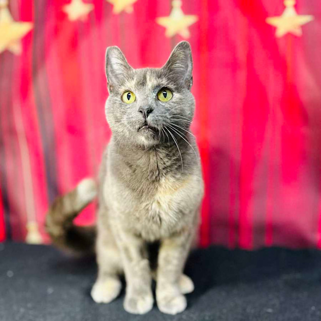 Photo of Lottie (Located In Preston) 