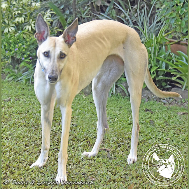 Photo of Marmalade (Harra's Marmalade)