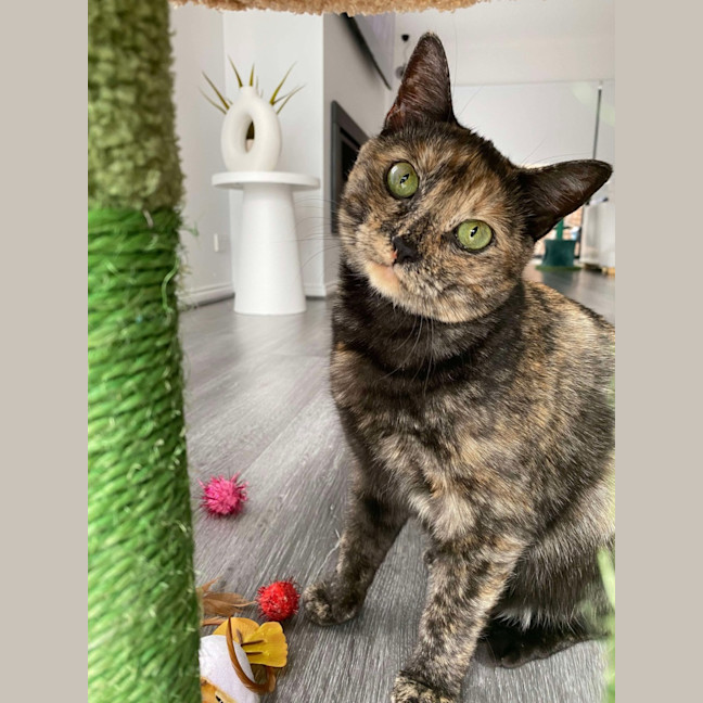 Photo of Olive 🫒 🩷