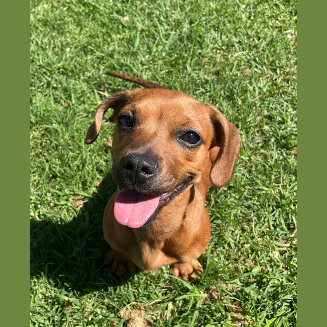 Photo of Ruby