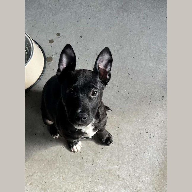 Photo of Chase