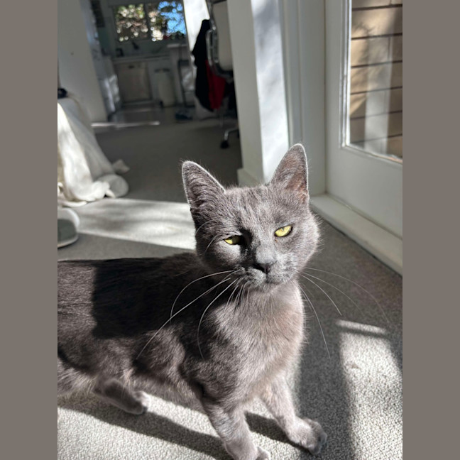 Photo of Sarabi 🩷