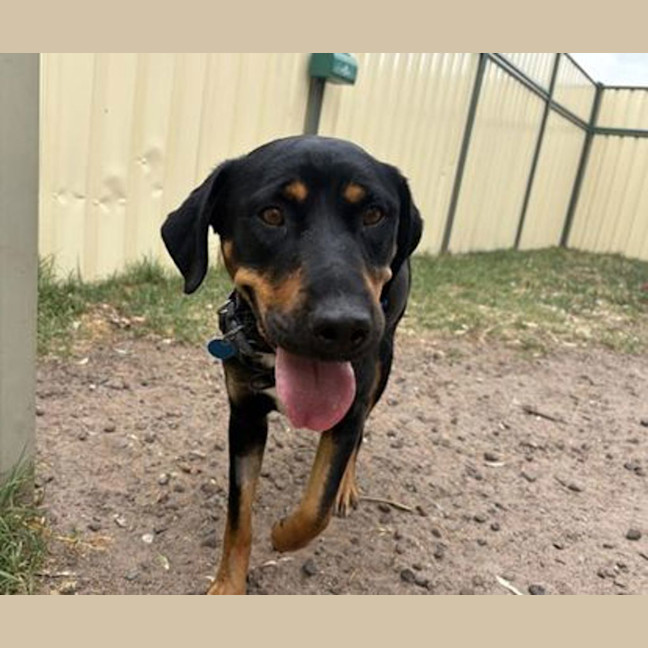 Photo of Honeysuckle