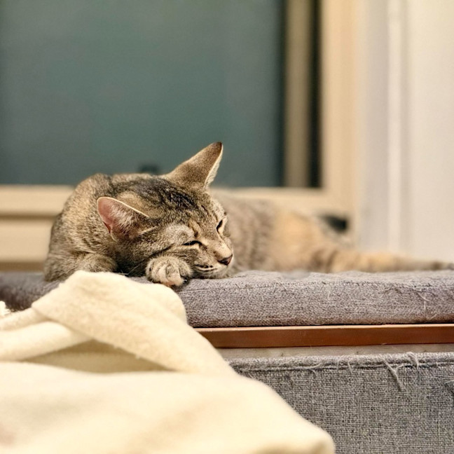 Photo of Melody   In Foster Care In Templestowe