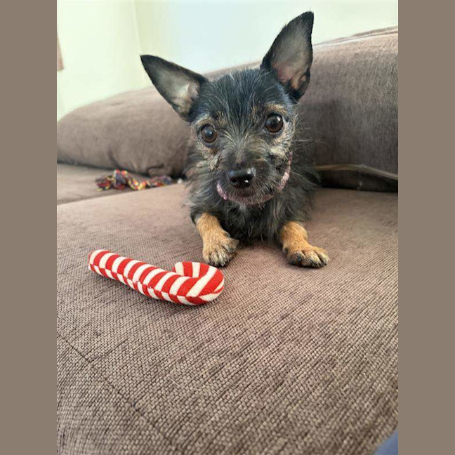 Photo of Taquito