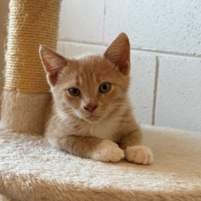 Photo of Bagel