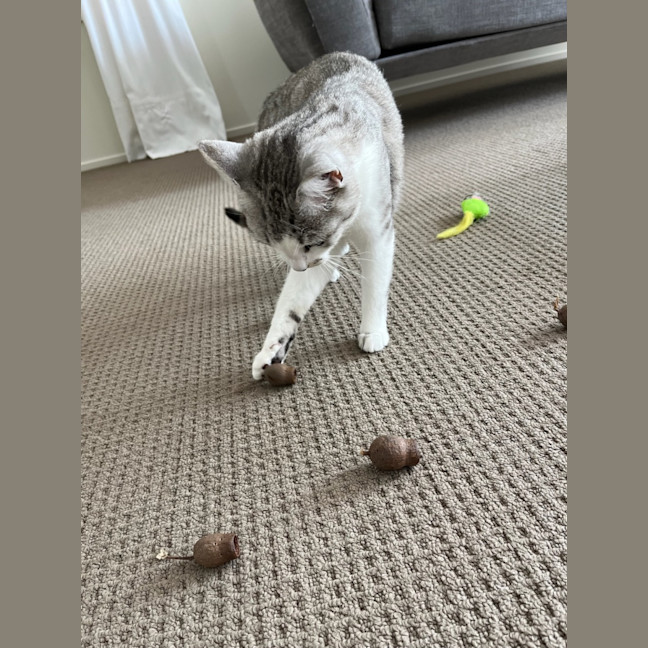 Photo of Banksia 🌺💐🌸