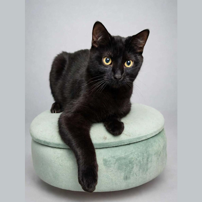 Photo of Kahlua 