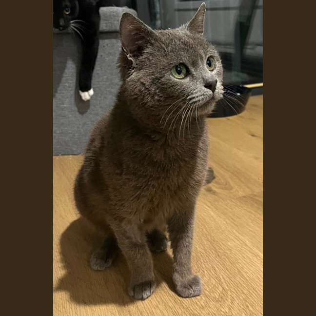 Photo of Scrappy