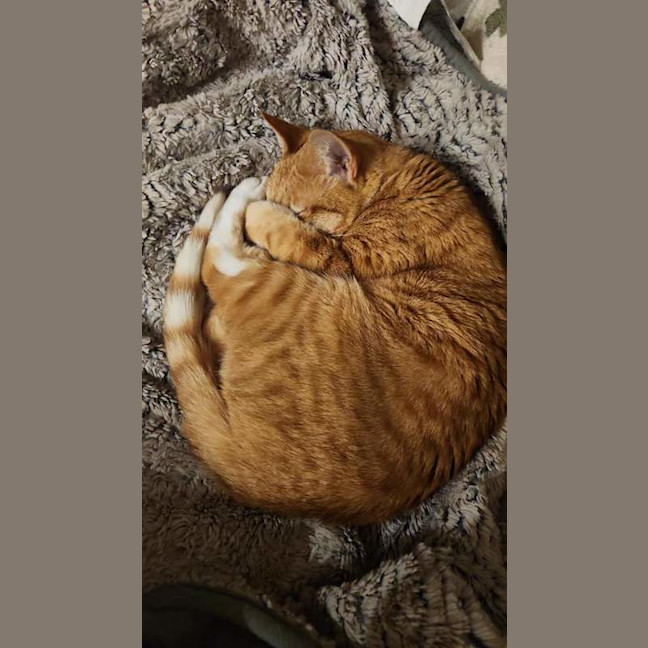 Photo of Goldie