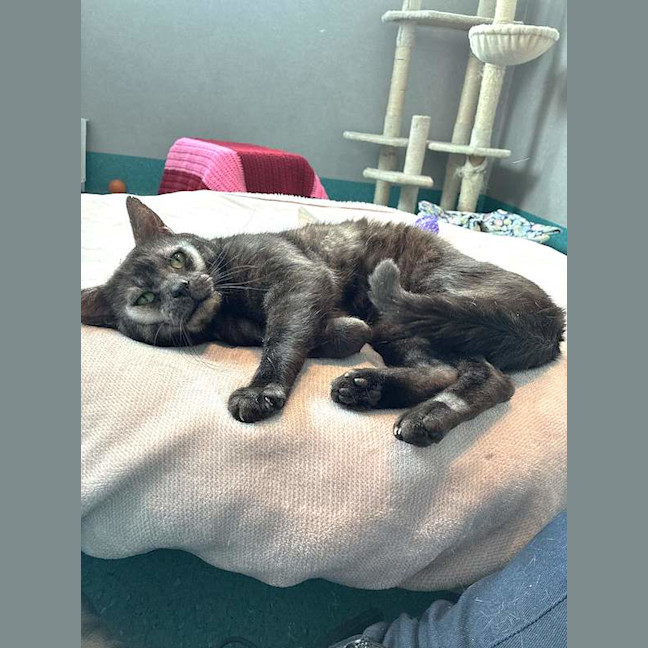 Photo of Nyx
