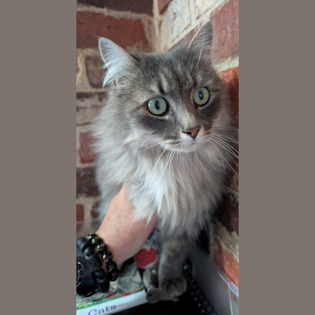 Photo of Nibbles